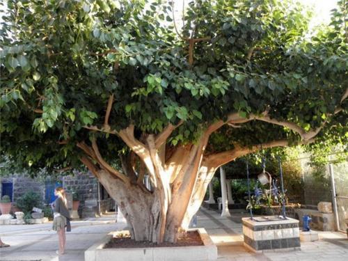 Фикус - Ficus история и уход (продолжение часть II). 01