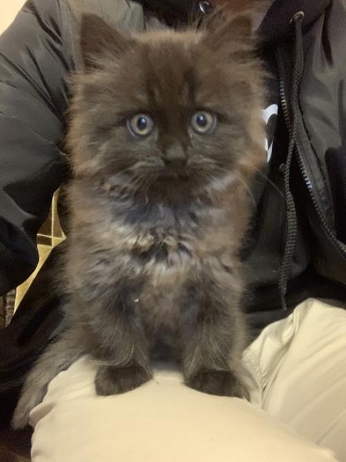 В сентябре моей маме стало мало горящих изб и скачущих коней, и в нашей хате появился Шерлок. 02