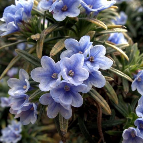 Засухоустойчивые цветы без хлопот для солнечных мест. 06