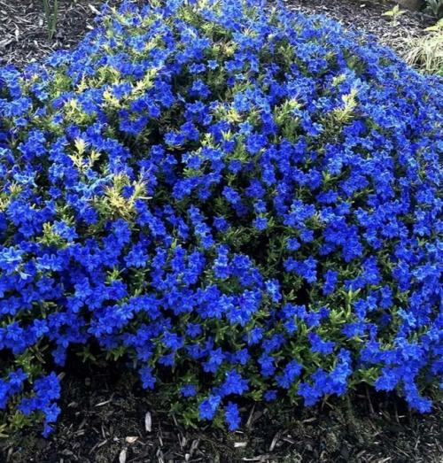 Засухоустойчивые цветы без хлопот для солнечных мест. 02