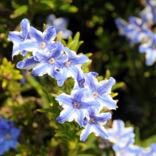 Засухоустойчивые цветы без хлопот для солнечных мест. 03