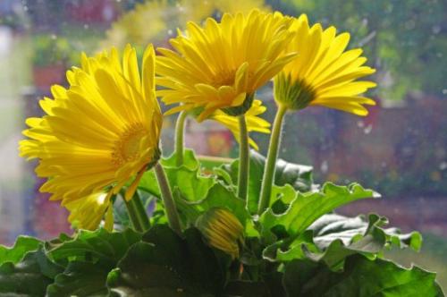 Комнатные герберы - яркий букет в горшке? 01