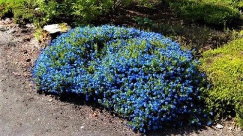 Засухоустойчивые цветы без хлопот для солнечных мест. 07