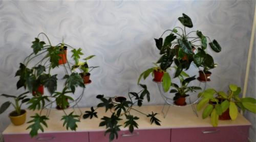 Мне нравится оформлять дом цветами и зеленью, продумываю где будут находится те или иные растения. 06