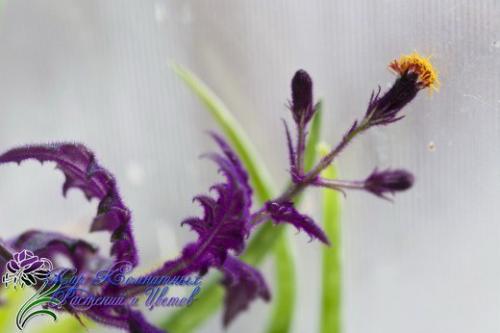 Гинура - синяя птица. 01