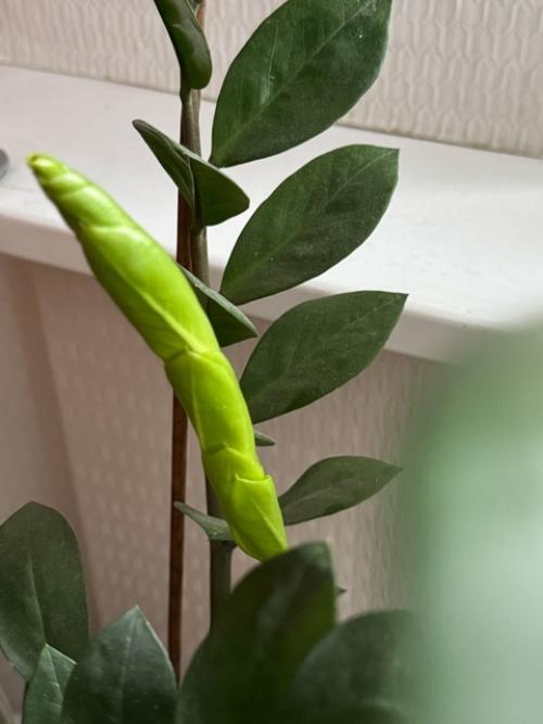 Почему замиокулькас не выпускает новые листья? 01