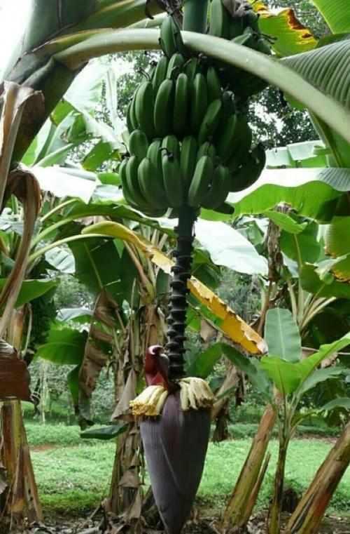 Сейчас набирает популярность в домашнем цветоводстве, такое тропическое растение, как банан. 07