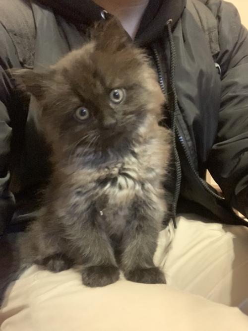 В сентябре моей маме стало мало горящих изб и скачущих коней, и в нашей хате появился Шерлок. 01