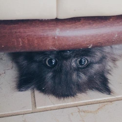 История о коте? 
