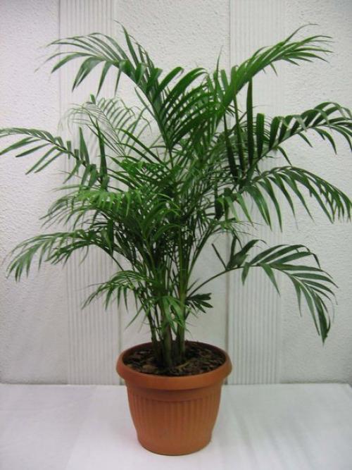 Хамедорея (неанта) цветочнаясемья. 01 Хамедорея (неанта) цветочнаясемья. 01