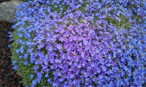 Засухоустойчивые цветы без хлопот для солнечных мест. 08