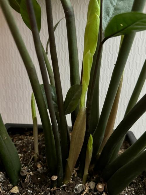 Почему замиокулькас не выпускает новые листья? 03