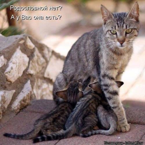 Мы любим их всех и радуемся за каждого, нашедшего новый дом.