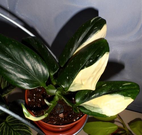 Мне нравится оформлять дом цветами и зеленью, продумываю где будут находится те или иные растения. 03