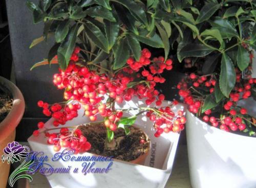 Красное ожерелье ардизии? 04