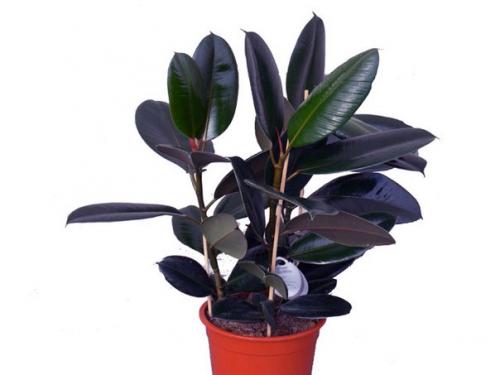 Фикус - Ficus история и уход (продолжение часть II). 02