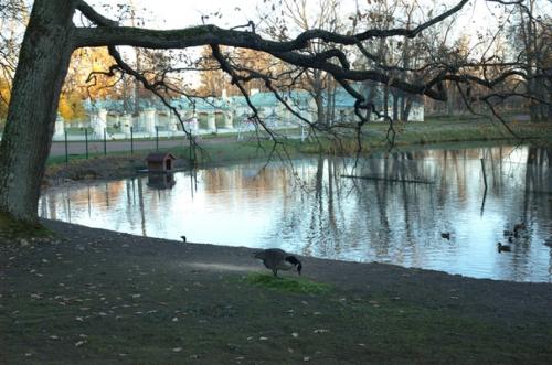 Большой меншиковский дворец - старейшее сооружение ораниенбаума. 04