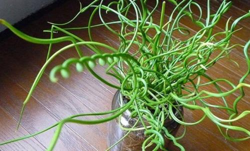 Ситник - Бигуди в горшочке.