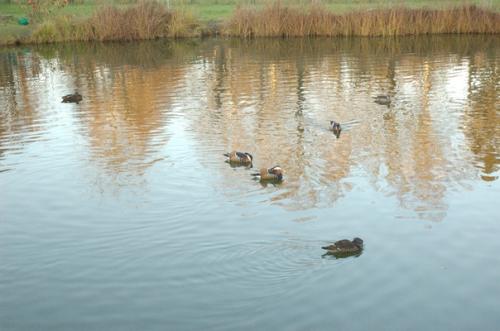 Большой меншиковский дворец - старейшее сооружение ораниенбаума. 05