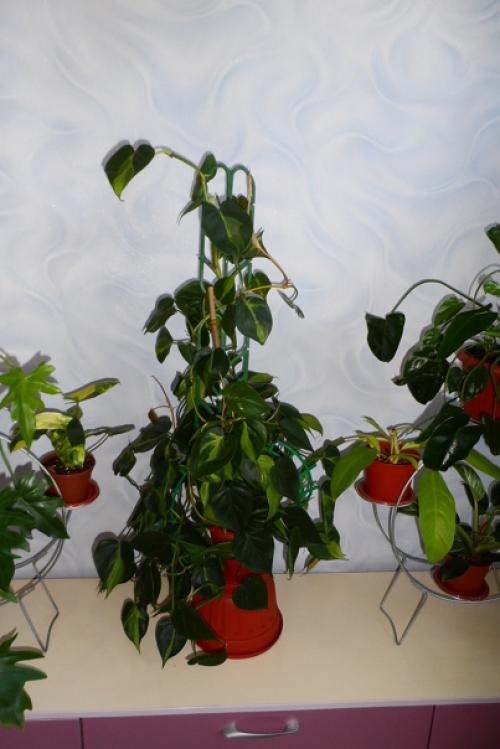 Мне нравится оформлять дом цветами и зеленью, продумываю где будут находится те или иные растения. 04