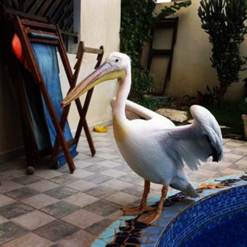 Парфюмерное путешествие по африке. 05