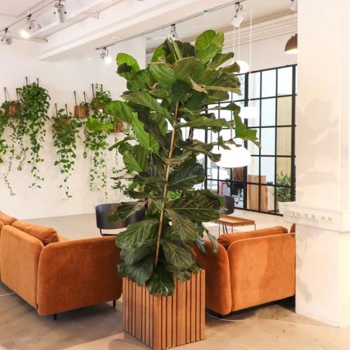 Фикус лировидный. В последнее время этот цветок модной изюминкой интерьера стал. 05