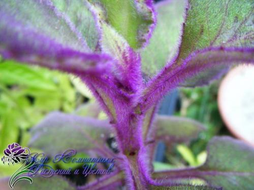 Гинура - синяя птица. 03