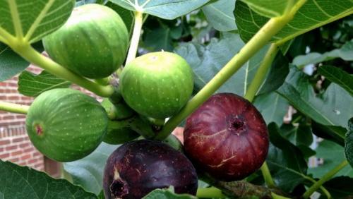 Фикус - Ficus история и уход (продолжение часть II). 06