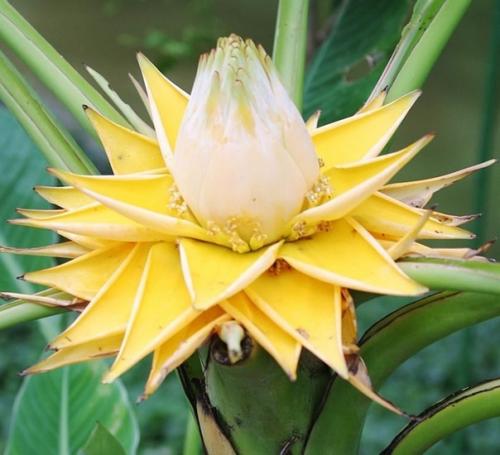 Сейчас набирает популярность в домашнем цветоводстве, такое тропическое растение, как банан. 03