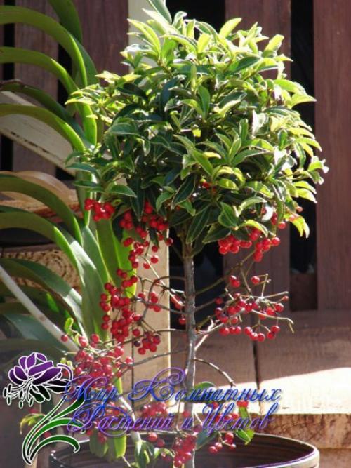 Красное ожерелье ардизии? 02