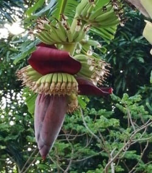 Сейчас набирает популярность в домашнем цветоводстве, такое тропическое растение, как банан. 06