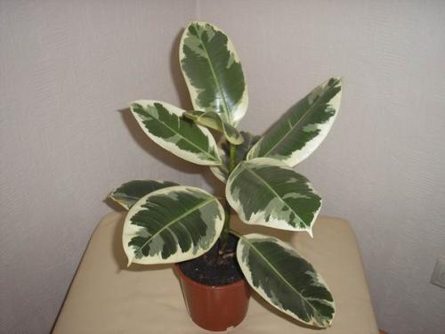 Фикус - Ficus история и уход (продолжение часть II). 03