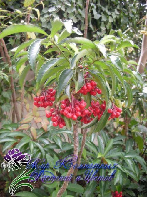 Красное ожерелье ардизии? 05