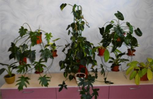 Мне нравится оформлять дом цветами и зеленью, продумываю где будут находится те или иные растения. 07