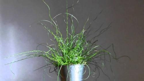 Ситник, или джункус - дерзкая современность? 01