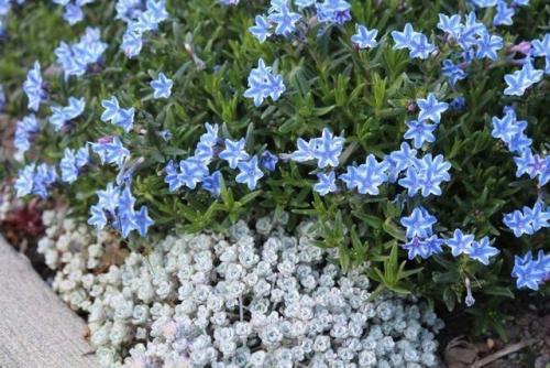 Засухоустойчивые цветы без хлопот для солнечных мест. 09