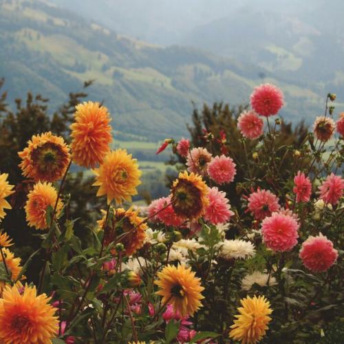 Как выбрать комнатные цветы? 03