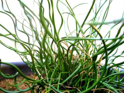 Ситник, или джункус - дерзкая современность? 04