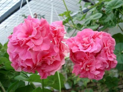 Виды пеларгоний.  Это важно знать? 01