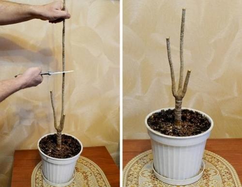 Как обновить драцену? 02