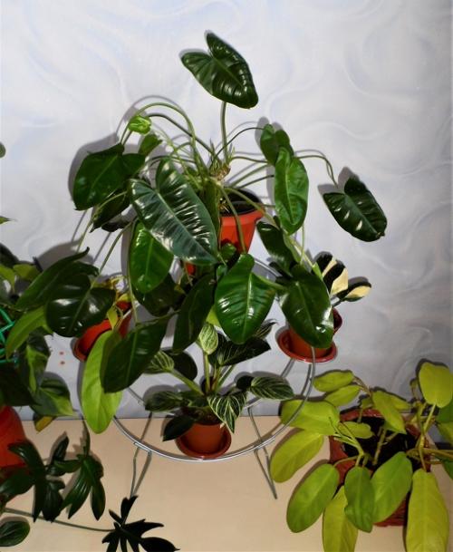 Мне нравится оформлять дом цветами и зеленью, продумываю где будут находится те или иные растения. 05