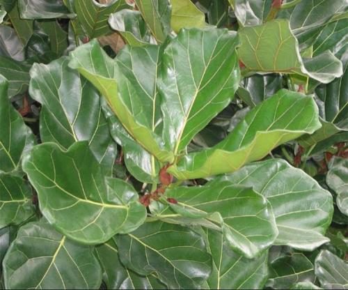 Фикус - Ficus история и уход (продолжение часть II). 05