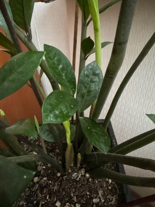 Почему замиокулькас не выпускает новые листья? 02