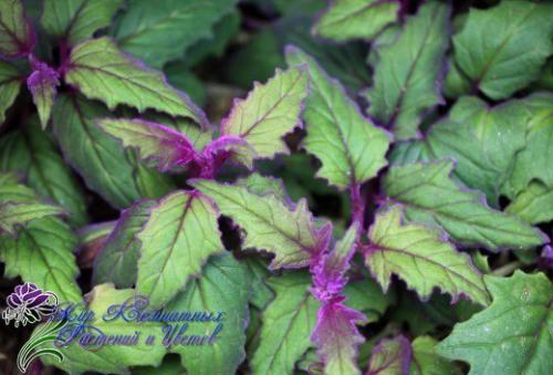 Гинура - синяя птица. 02