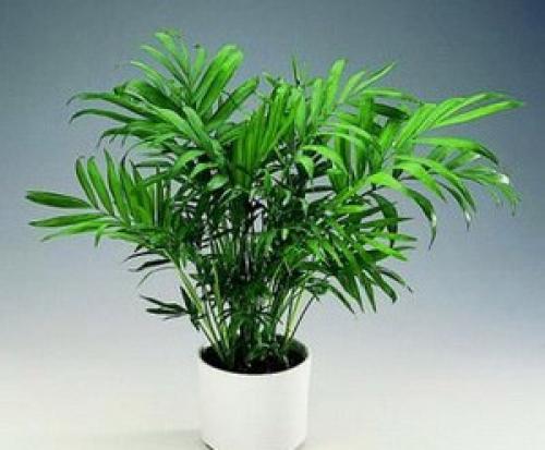 Хамедорея (неанта) цветочнаясемья. 02 Хамедорея (неанта) цветочнаясемья. 02