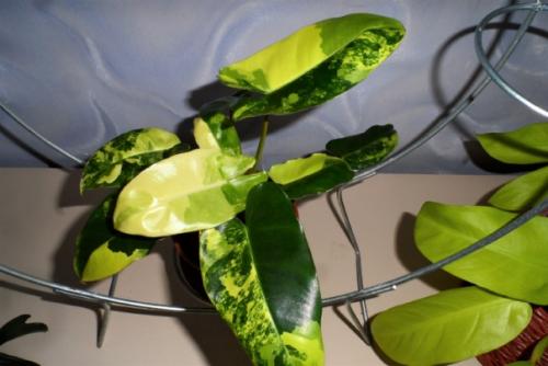 Мне нравится оформлять дом цветами и зеленью, продумываю где будут находится те или иные растения. 02