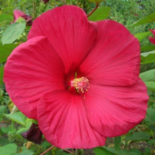 Гибискус садовый - цветок любви. 02