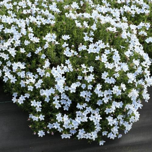 Засухоустойчивые цветы без хлопот для солнечных мест. 05