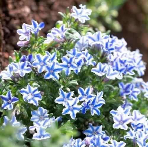 Засухоустойчивые цветы без хлопот для солнечных мест. 01