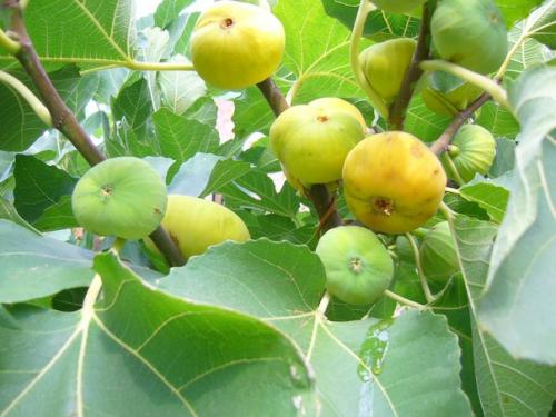 Фикус - Ficus история и уход (продолжение часть II). 07